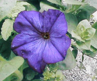 Big purple petunia