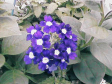 Little dark purple verbena flowers