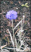 Unknown blue wild flower in the garden