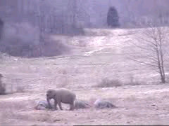 Napping Elephants