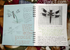 dragonflies in the journal