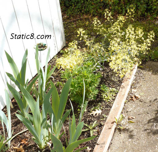 townhouse garden