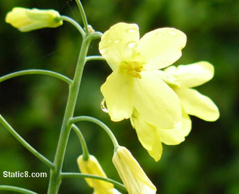 kale flowers