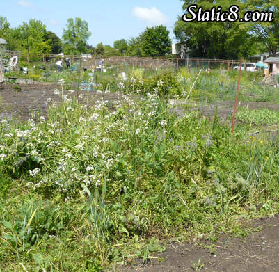 beautiful weeds