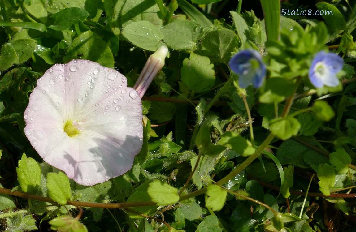 Bindweed bloom