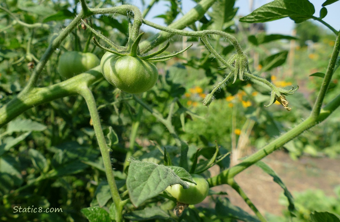 green tomatoes on the vine