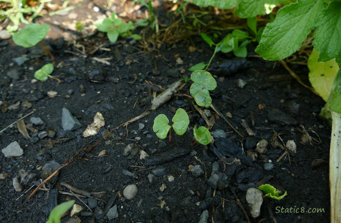 Buckwheat seedlings