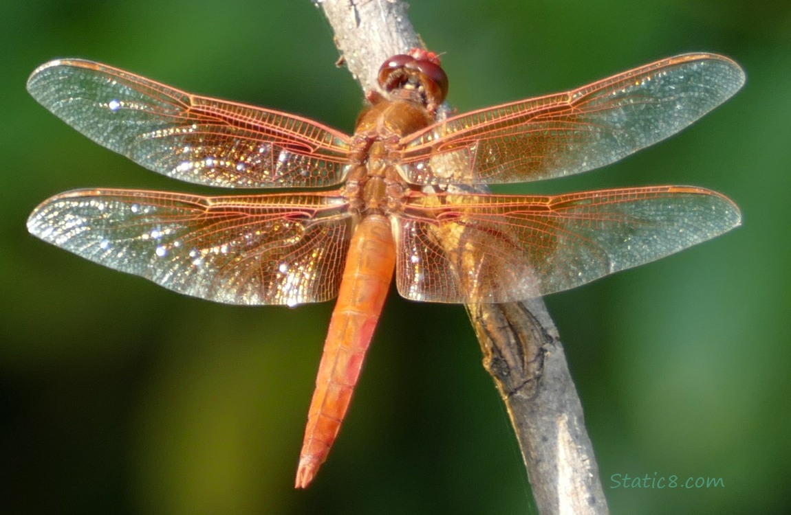 Red dragonfly