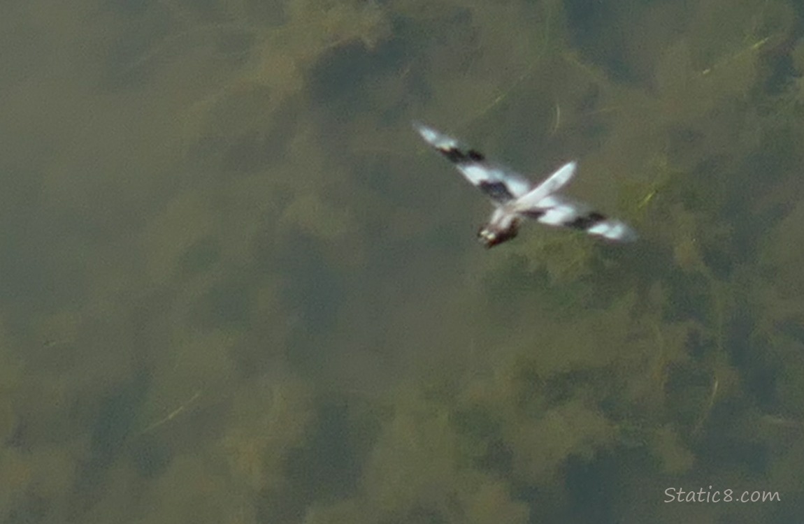 blurry dragonfly, flying over the water