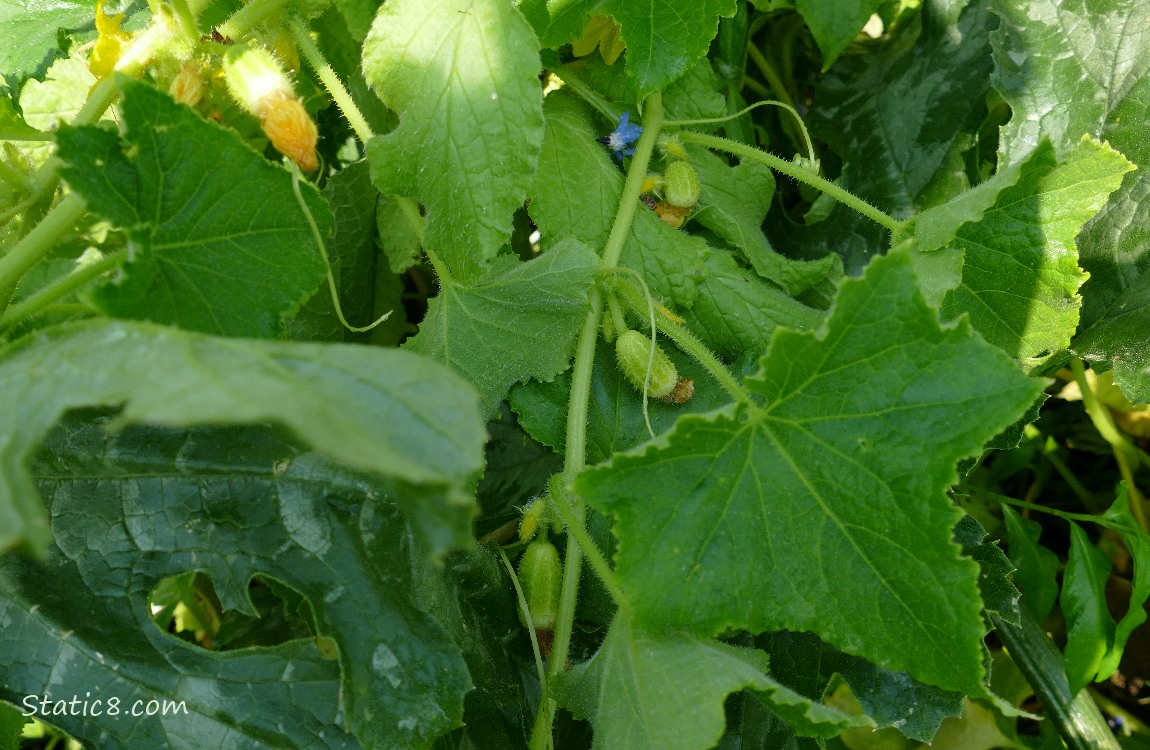 small cucumbers growing on the vine