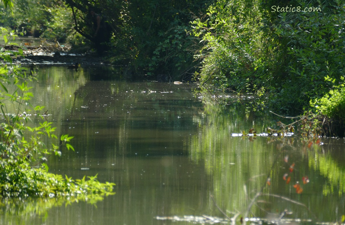 Looking upstream, surrounded by trees