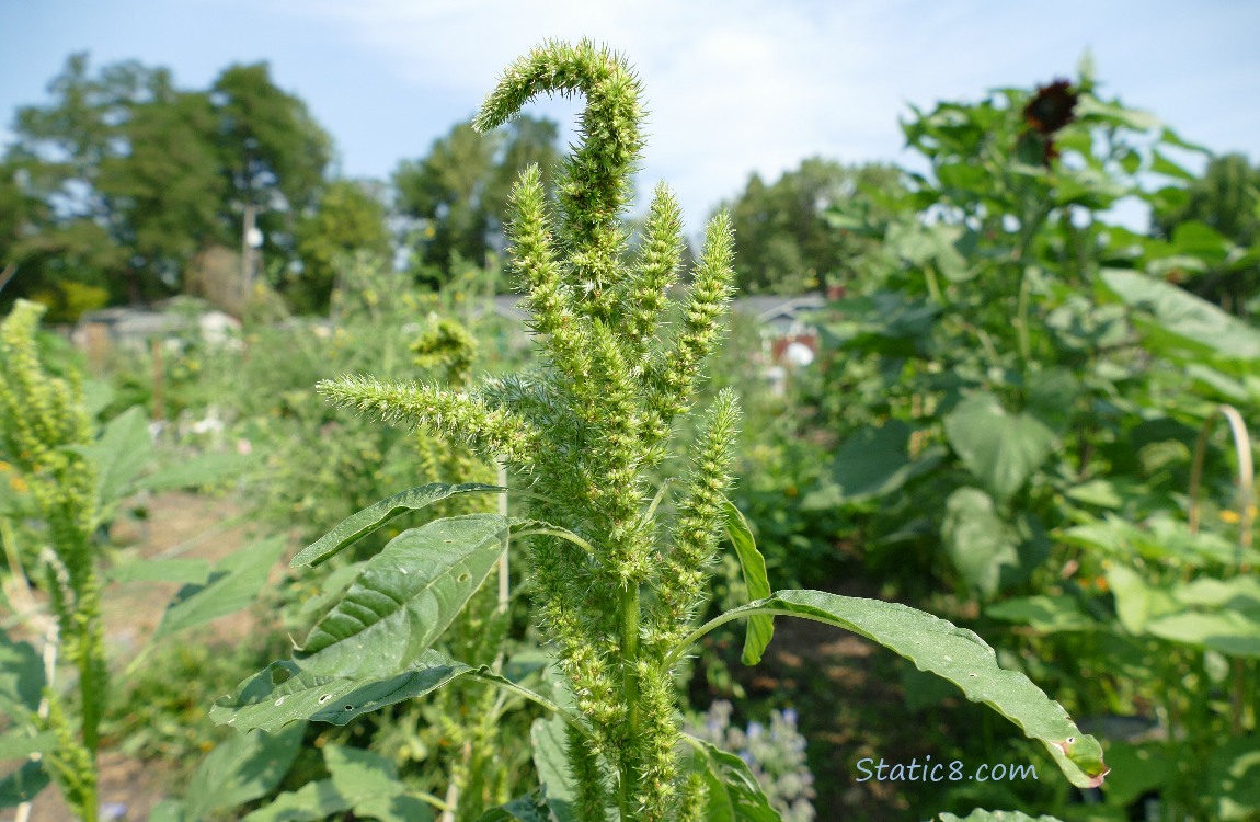 Amaranth seed head