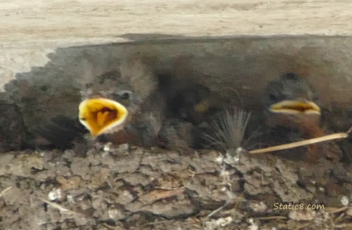 Two Barn Swallow nestlings, begging for food in the nest