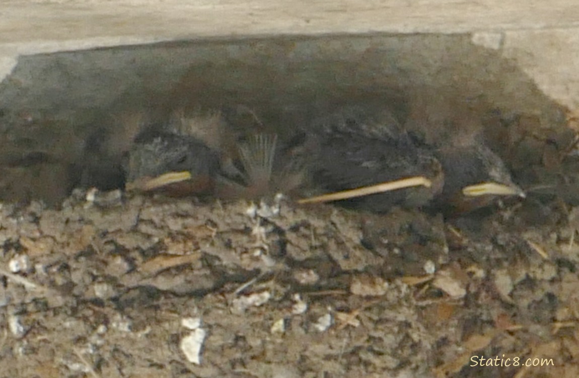 Two Barn Swallow nestlings in the nest