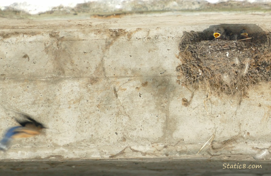 Barn Swallow parent approaching the nest