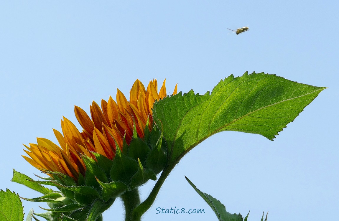 Honey Bee flying over a sunflower bloom