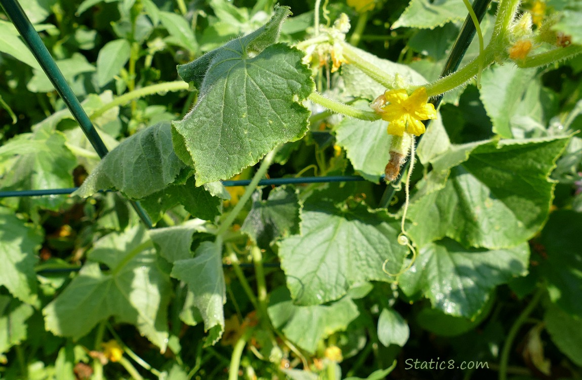 Wilted Cucumber plant