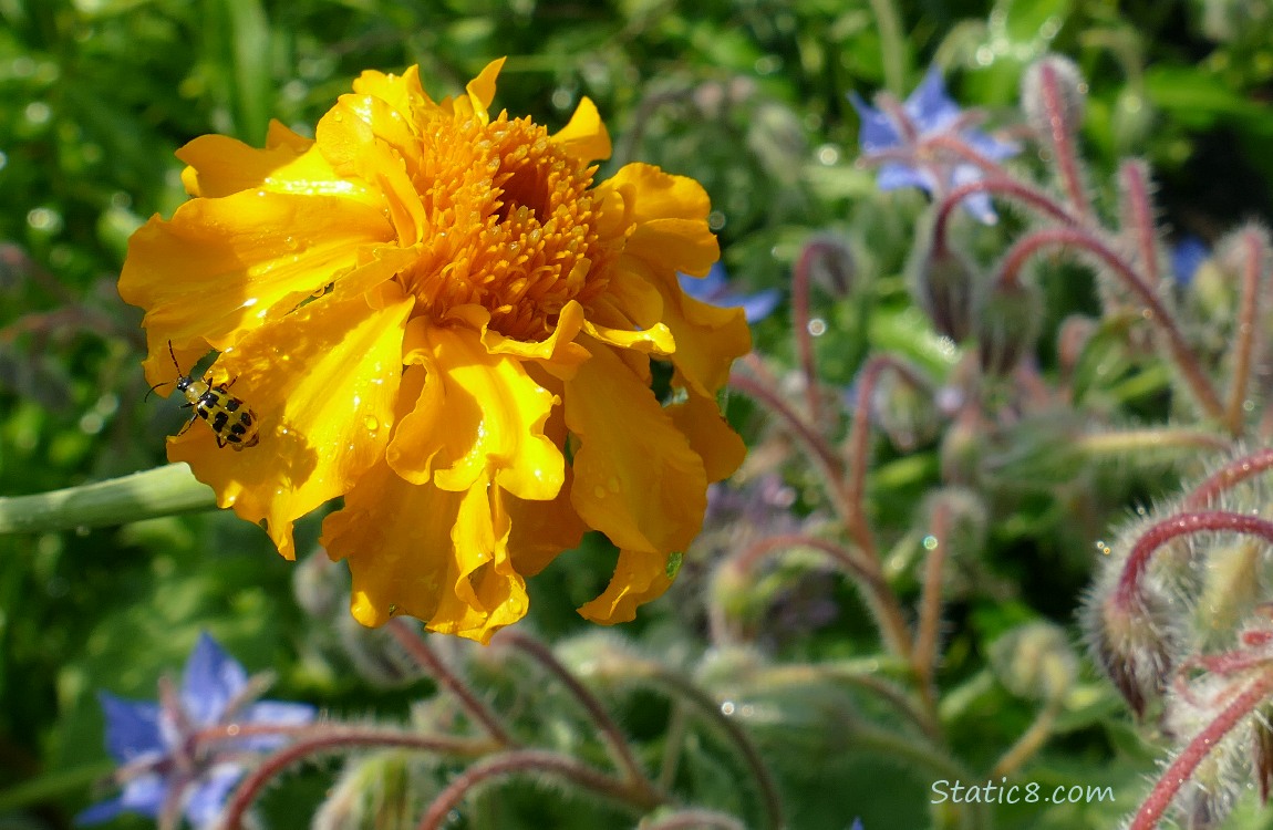 Orange Marigold bloom with a Cucumber Beetle