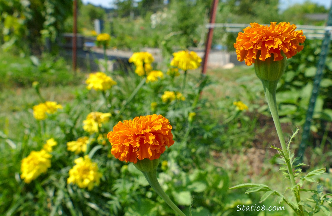 Orange and yellow Marigolds