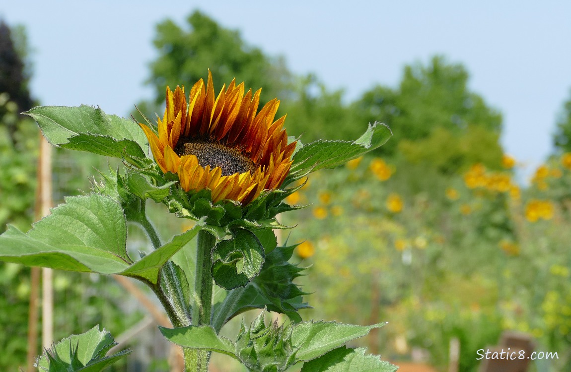 Sunflower bloom