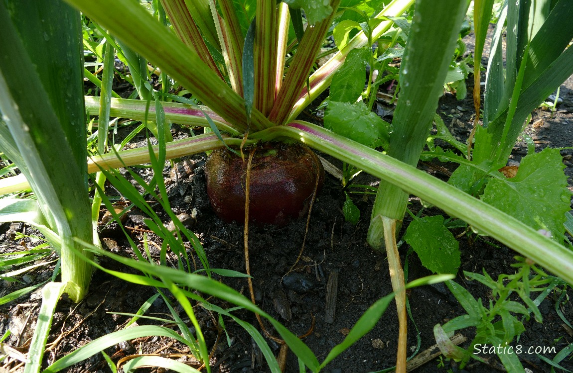 Beet and Leeks growing