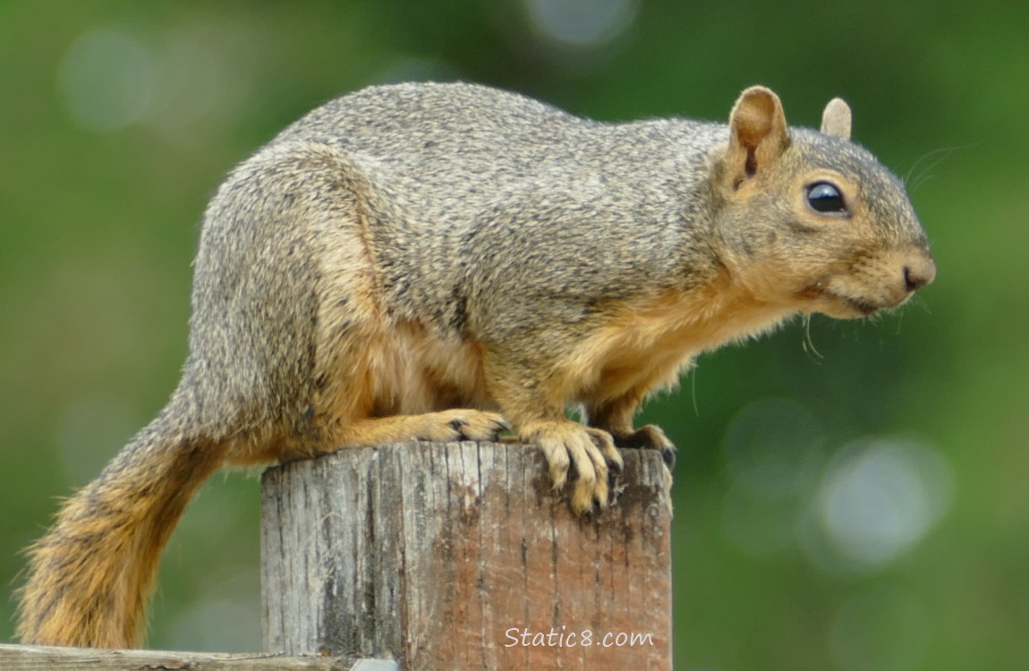 Squirrel sitting on a wood post