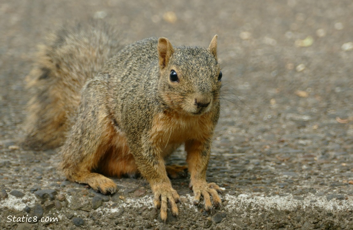 Squirrel sitting on the sidewalk