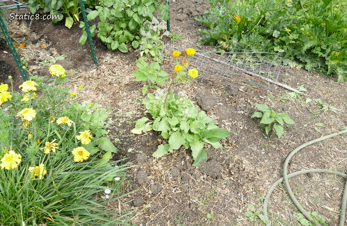 Garden plot