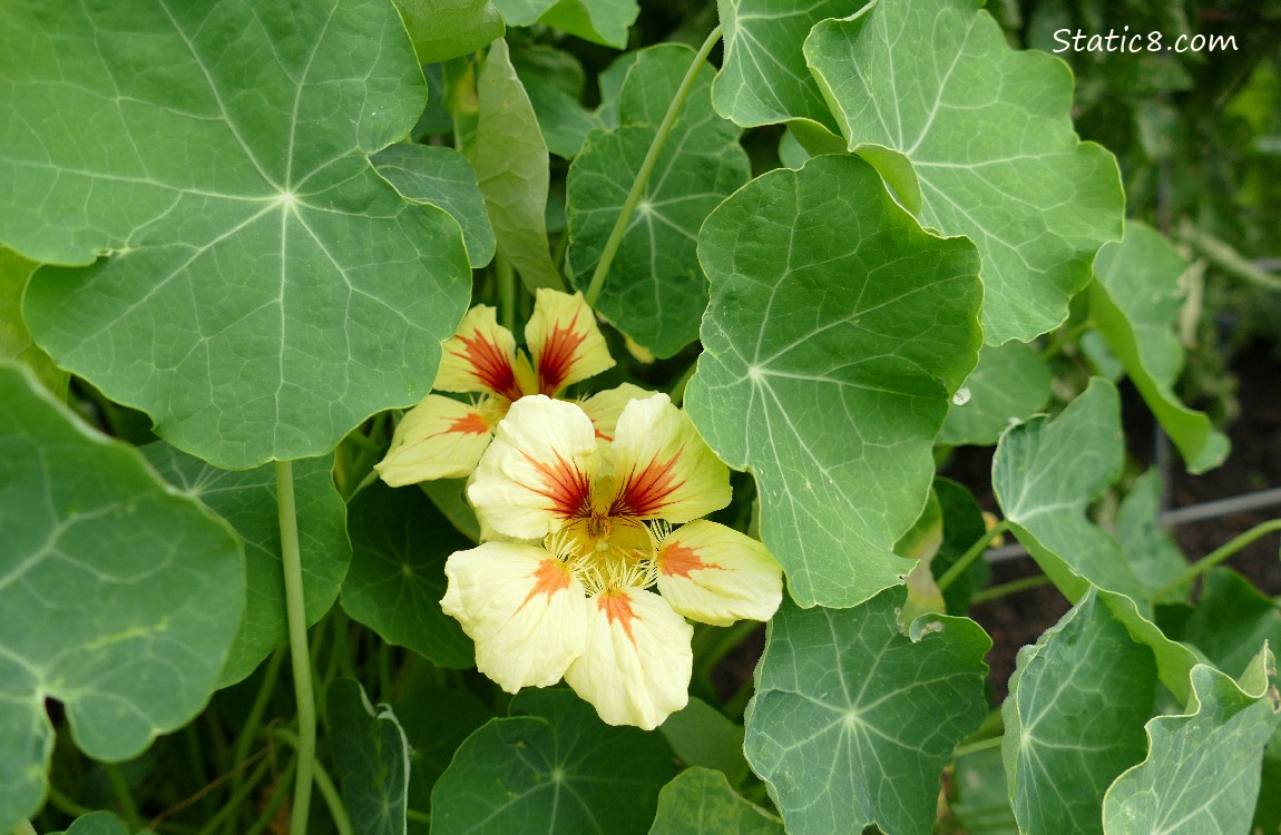 Pale yellow Nasturtium blooms