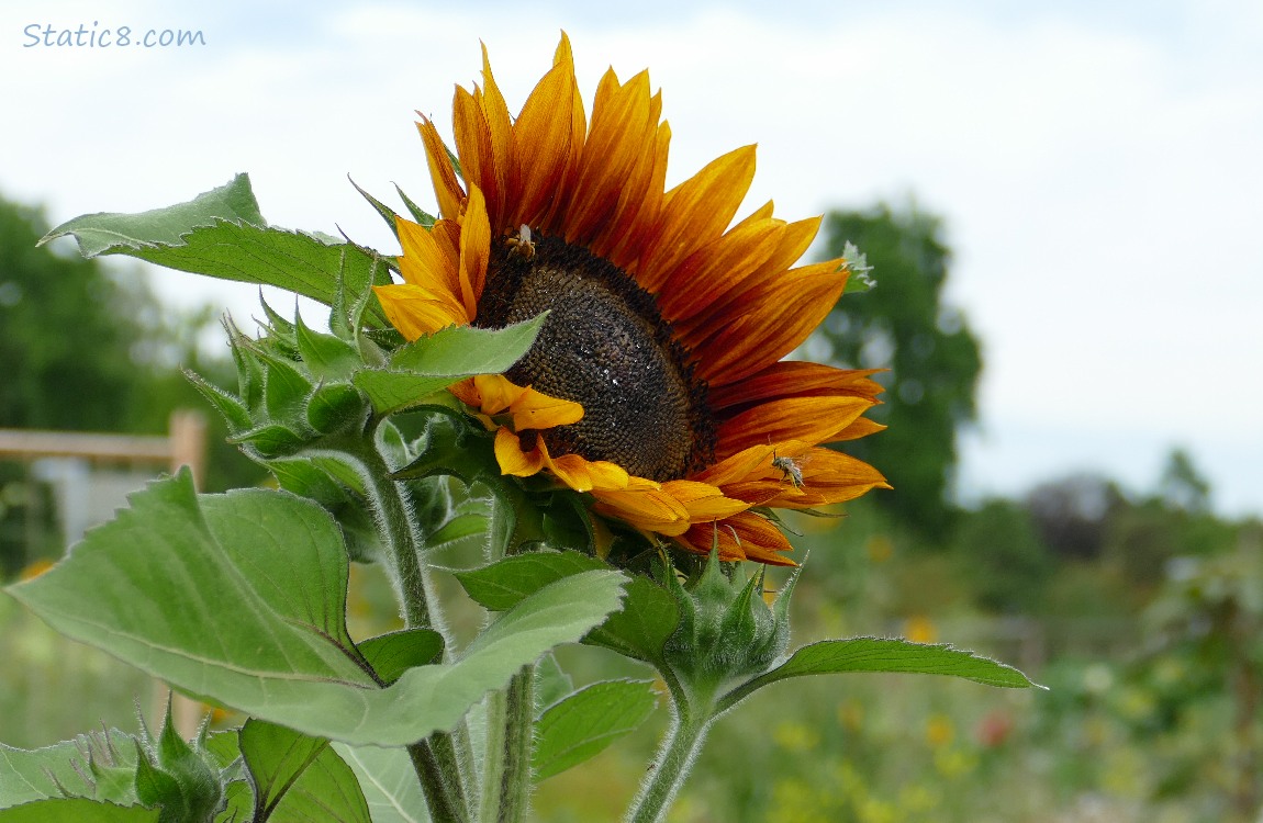 Sunflower bloom