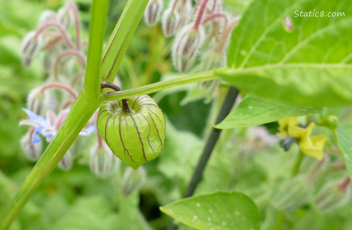 Tomatillo ripening on the vine