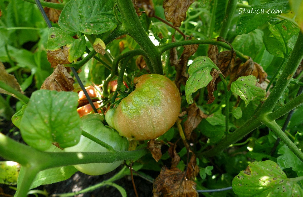 Tomatoes ripening on the vine