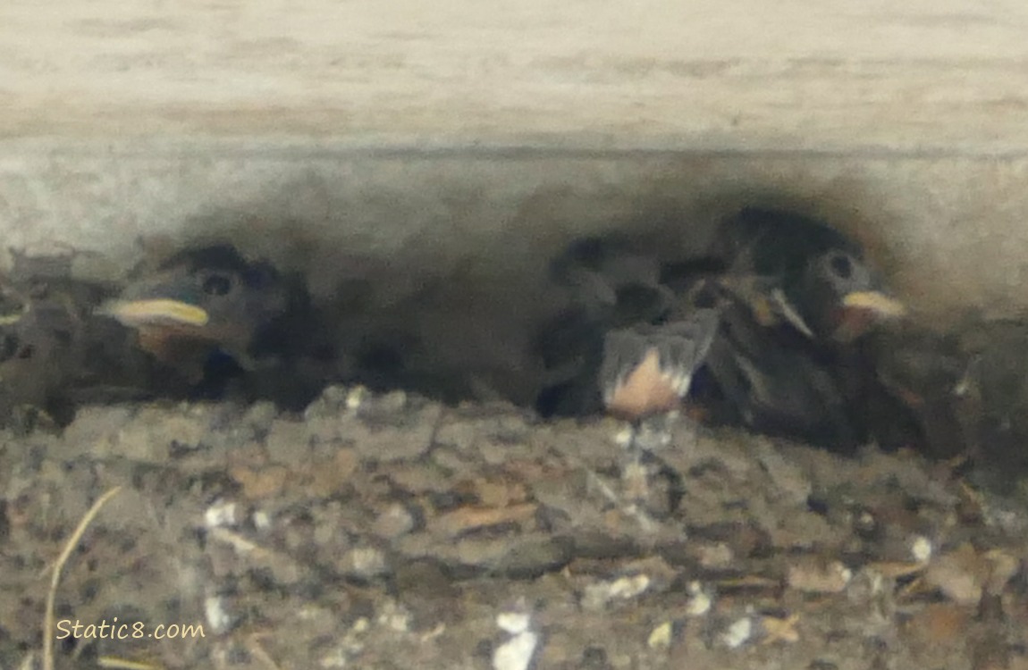 Barn Swallow nestlings in the nest