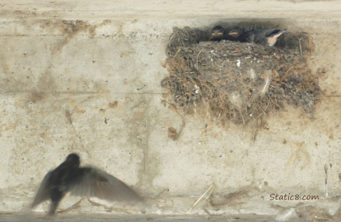 Parent Barn Swallow flying towards the nest