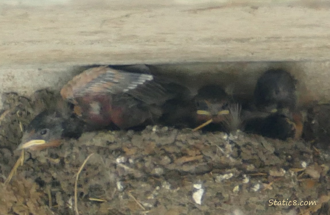 Barn Swallow nestlings in the nest, one stretching their wing