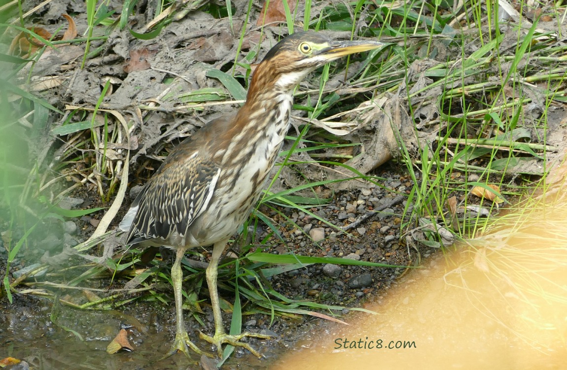 Green Heron standing on the bank near the water