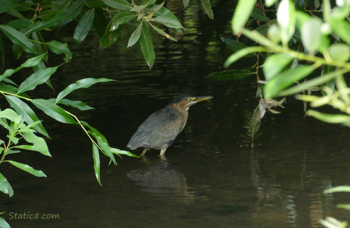 Green Heron walking in water