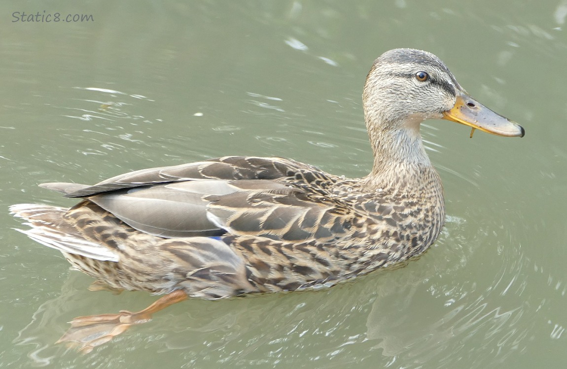 Female Mallard paddling in the water