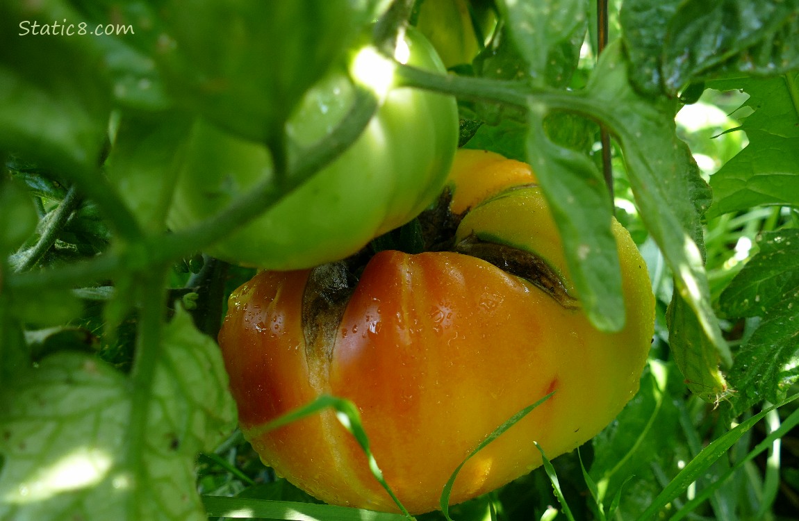 Tomatoes ripening on the vine