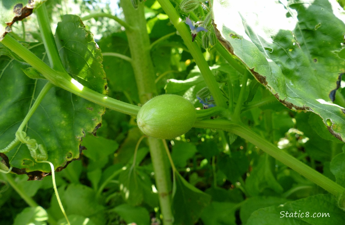 small Spaghetti Squash growing on the vine