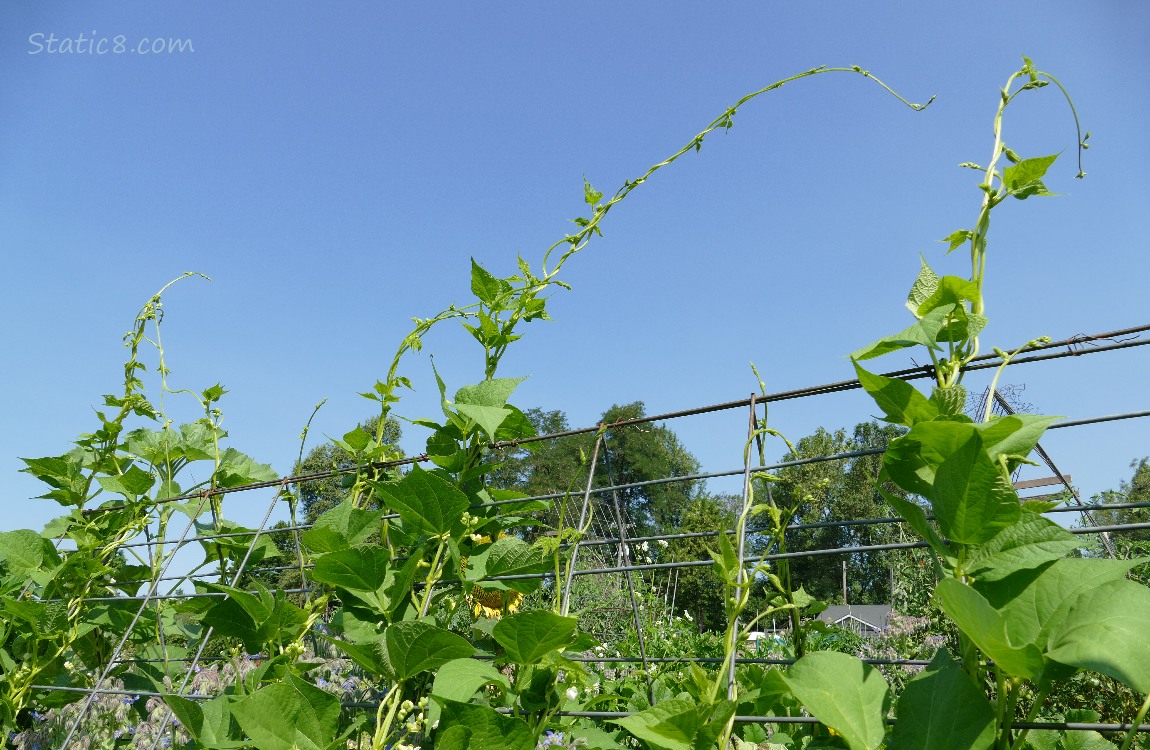 Bean plants on a trellis, and blue sky