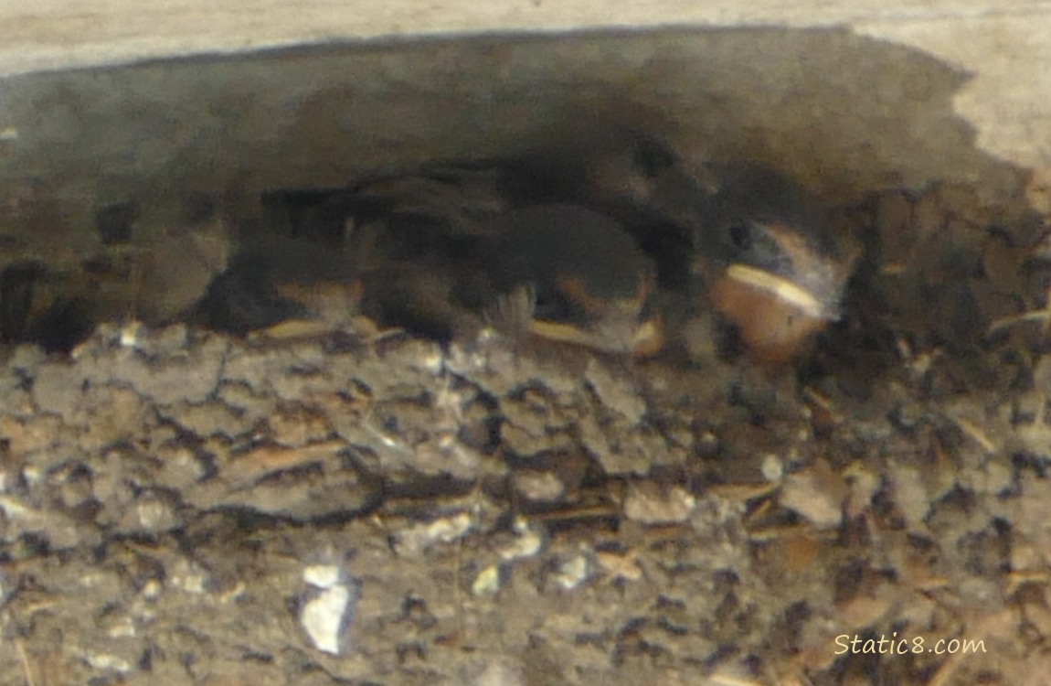 Three Barn Swallow nestlings in the nest