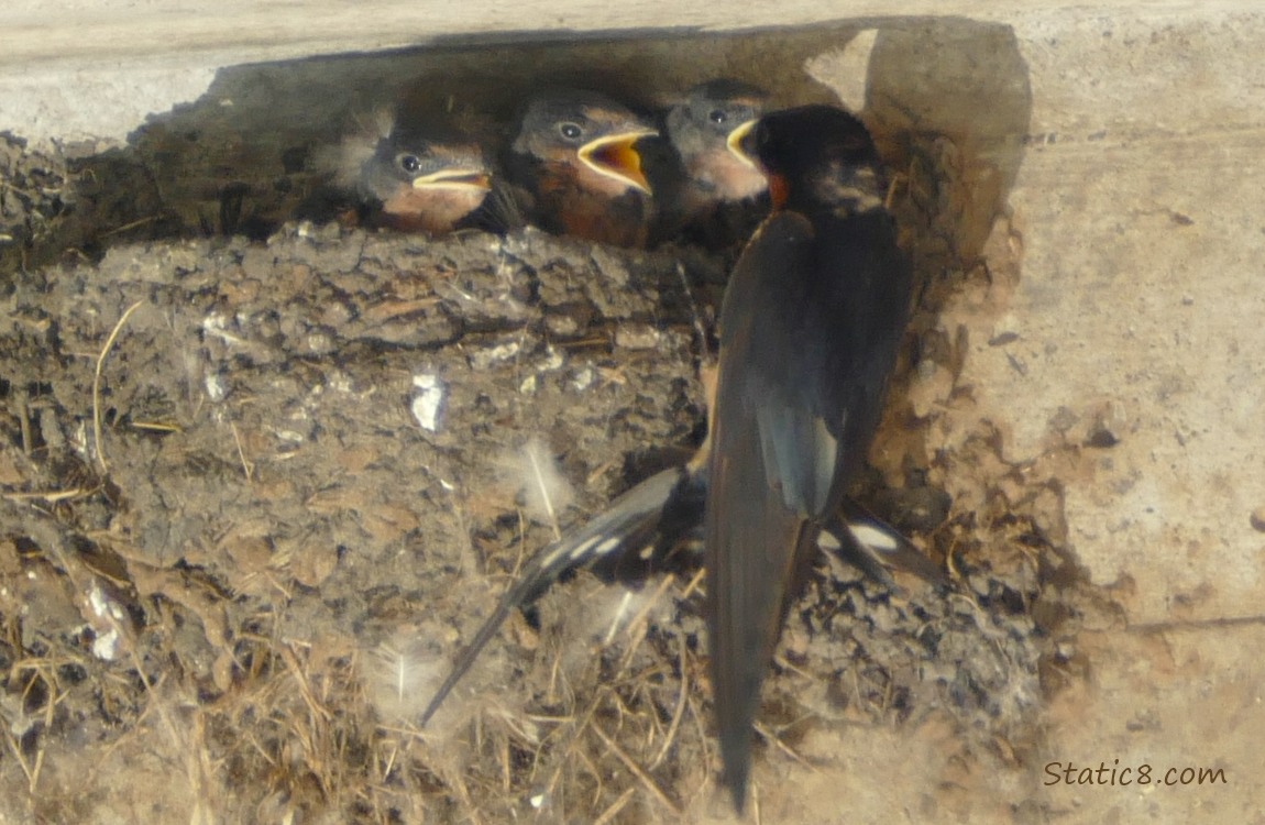 Barn Swallow parent feeds a baby in the nest