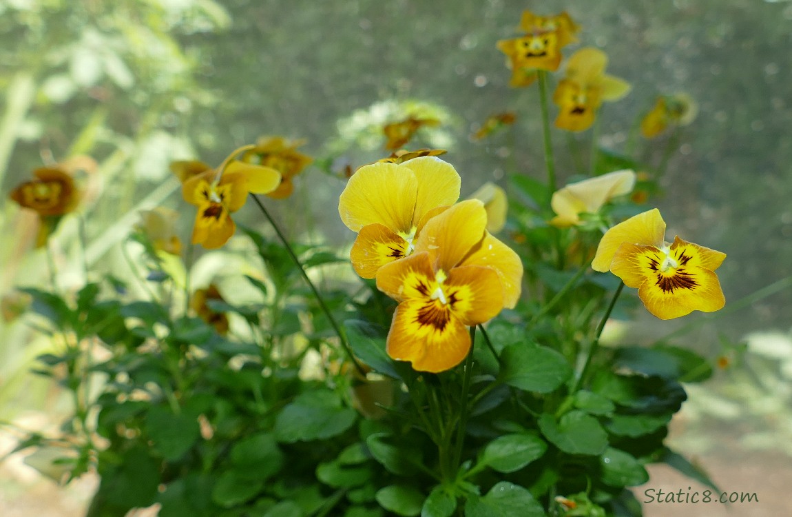 Pansy blooms