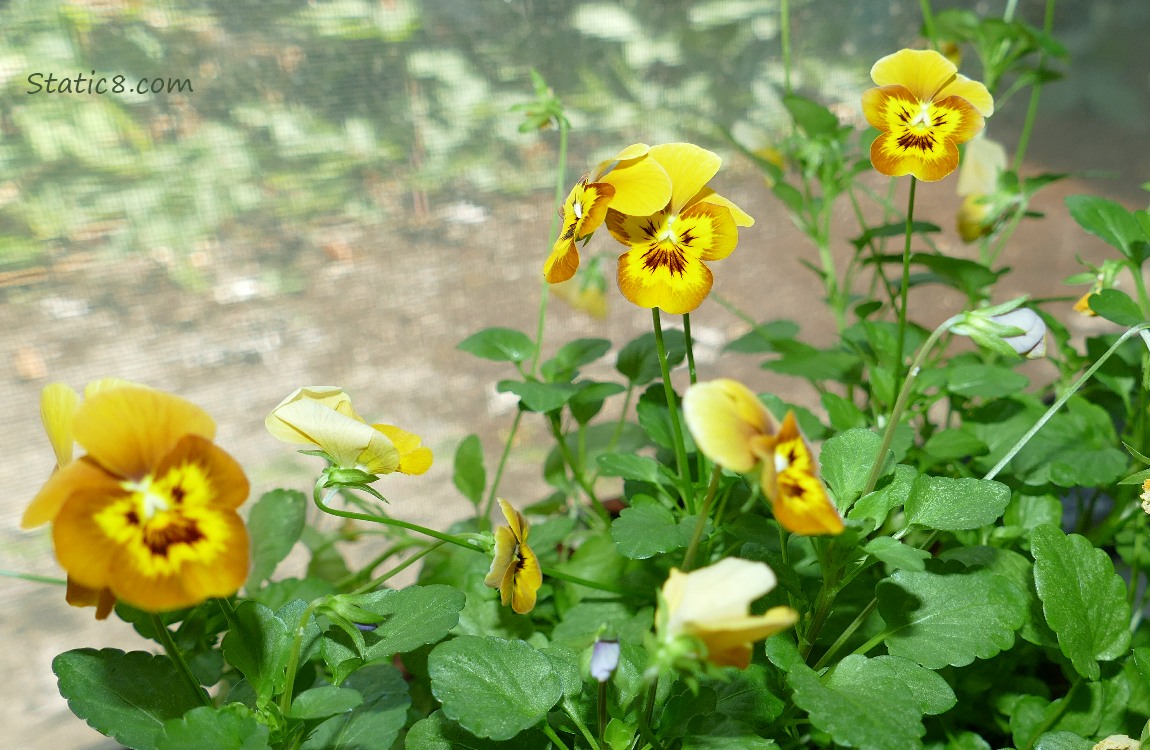 Pansy blooms