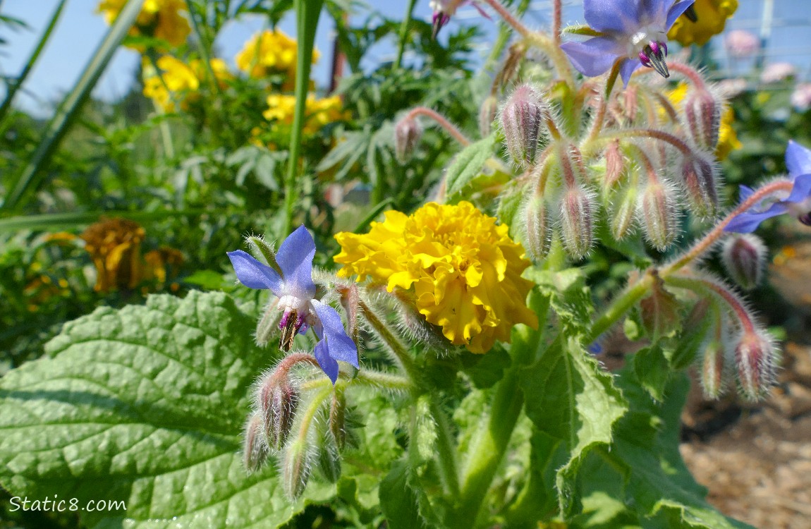 Marigold bloom next to a borage bloom