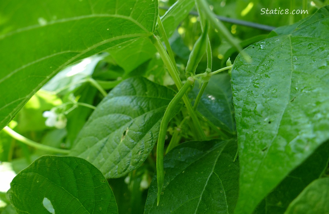 Small beans growing on the vine