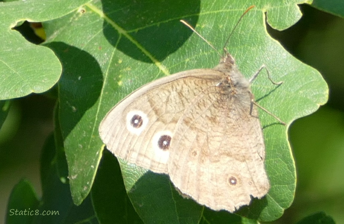 Wood Nymph butterfly standing on an Oak leaf