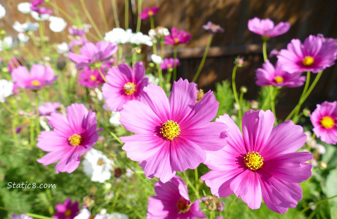 pink Cosmos blooms