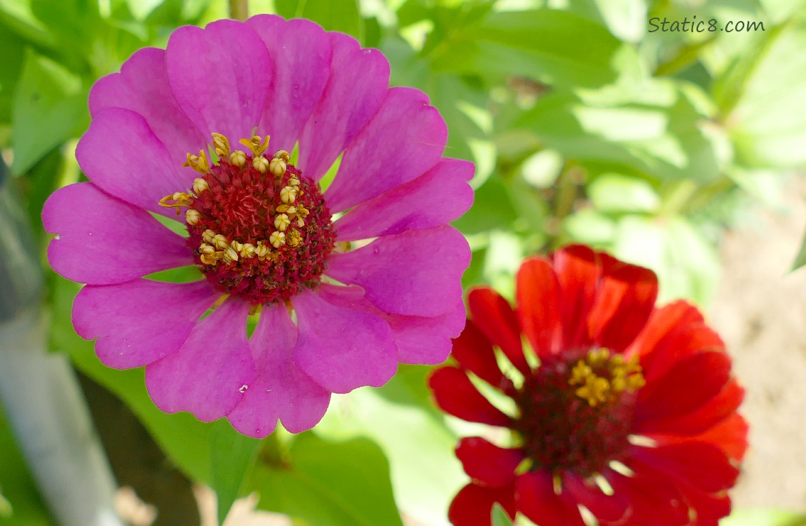 Purple and Red Zinnia blooms